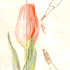 �X�P�b�`