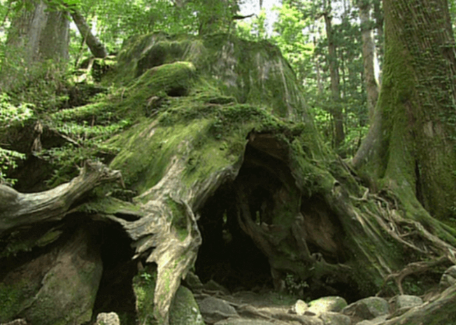 第5位：屋久島（日本）