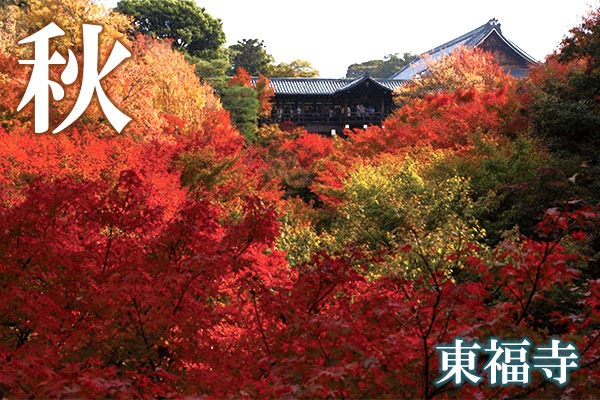 京都有数の紅葉の名所。中でも、「通天橋」からの眺望は絶景。